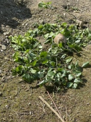 Jugendausflug Aachener  Tierpark